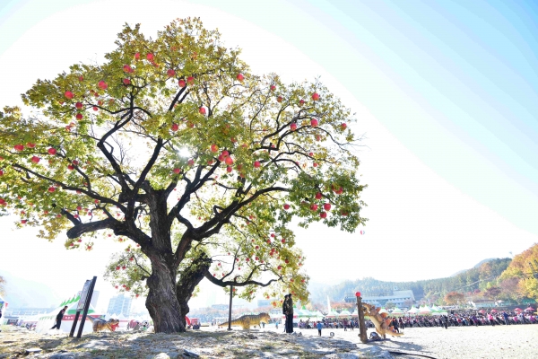 청송의 명소 용전천 현비암을 마주하는 곳에 있은 수백년 된 버드나무와 느티나무에 대형 사과 조형물